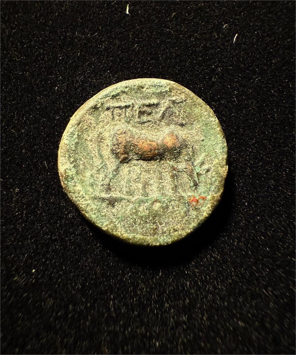 187–31 BC Macedonia Athena & Grazing Cow Bronze Ancient Greek Coin